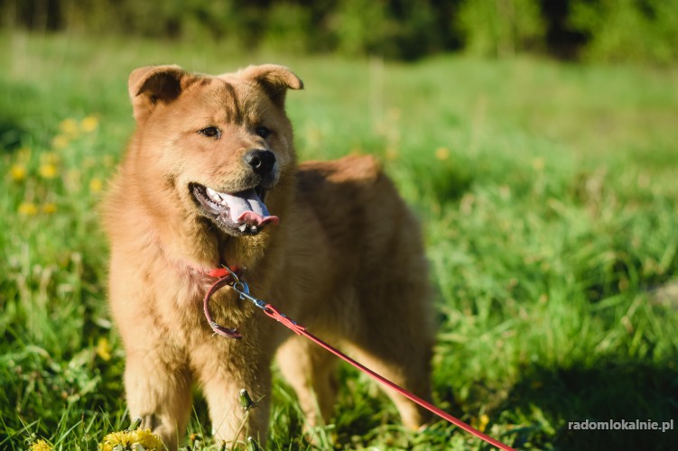 boni-mloda-niesamowicie-przyjazna-chow-chow-mix-34601-sprzedam.jpg