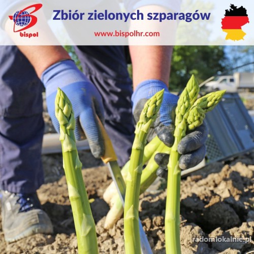 Zbiór zielonych szparagów - Niemcy