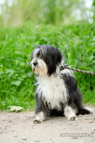 sonia-mloda-przyjazna-bearded-collie-mix-42762-psy.webp