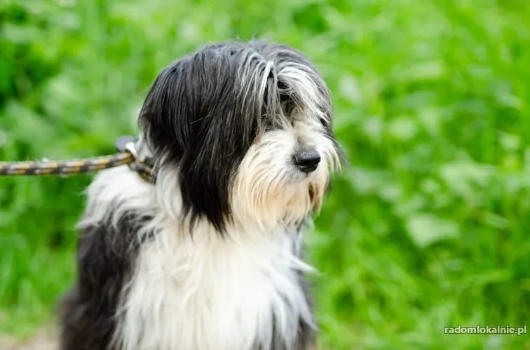 sonia-mloda-przyjazna-bearded-collie-mix-42762-radom.webp