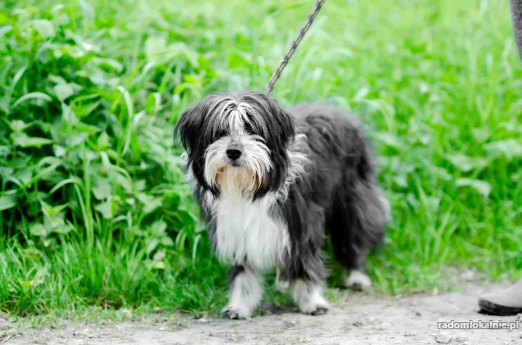 sonia-mloda-przyjazna-bearded-collie-mix-42762-sprzedam.webp