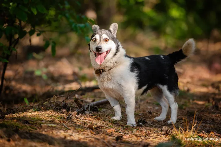 niskopodlogowy-misio-lagodny-przyjazny-psiak-43296-radom-foto.webp