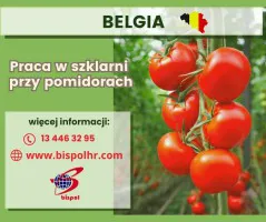 Praca w szklarni przy pomidorach - Belgia