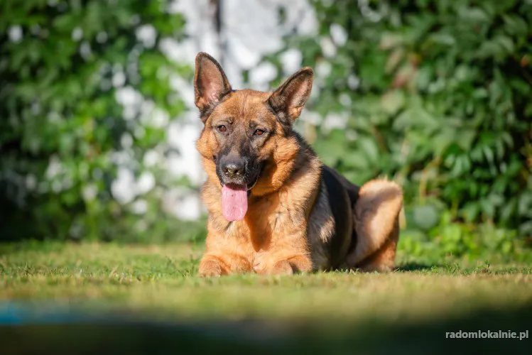 Duszka - młoda, wesoła, inteligenta suczka ON do adopcji!